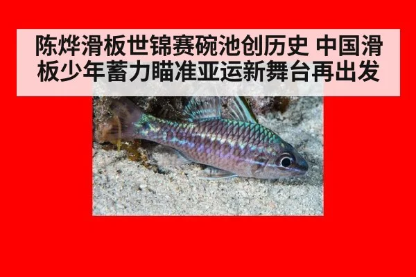 陈烨滑板世锦赛碗池创历史 中国滑板少年蓄力瞄准亚运新舞台再出发